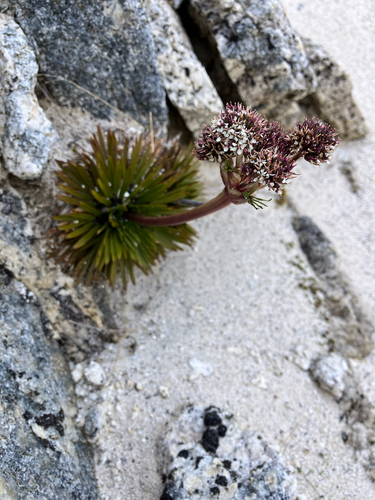 Aciphylla congesta, photograph 2