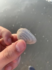 Noetia