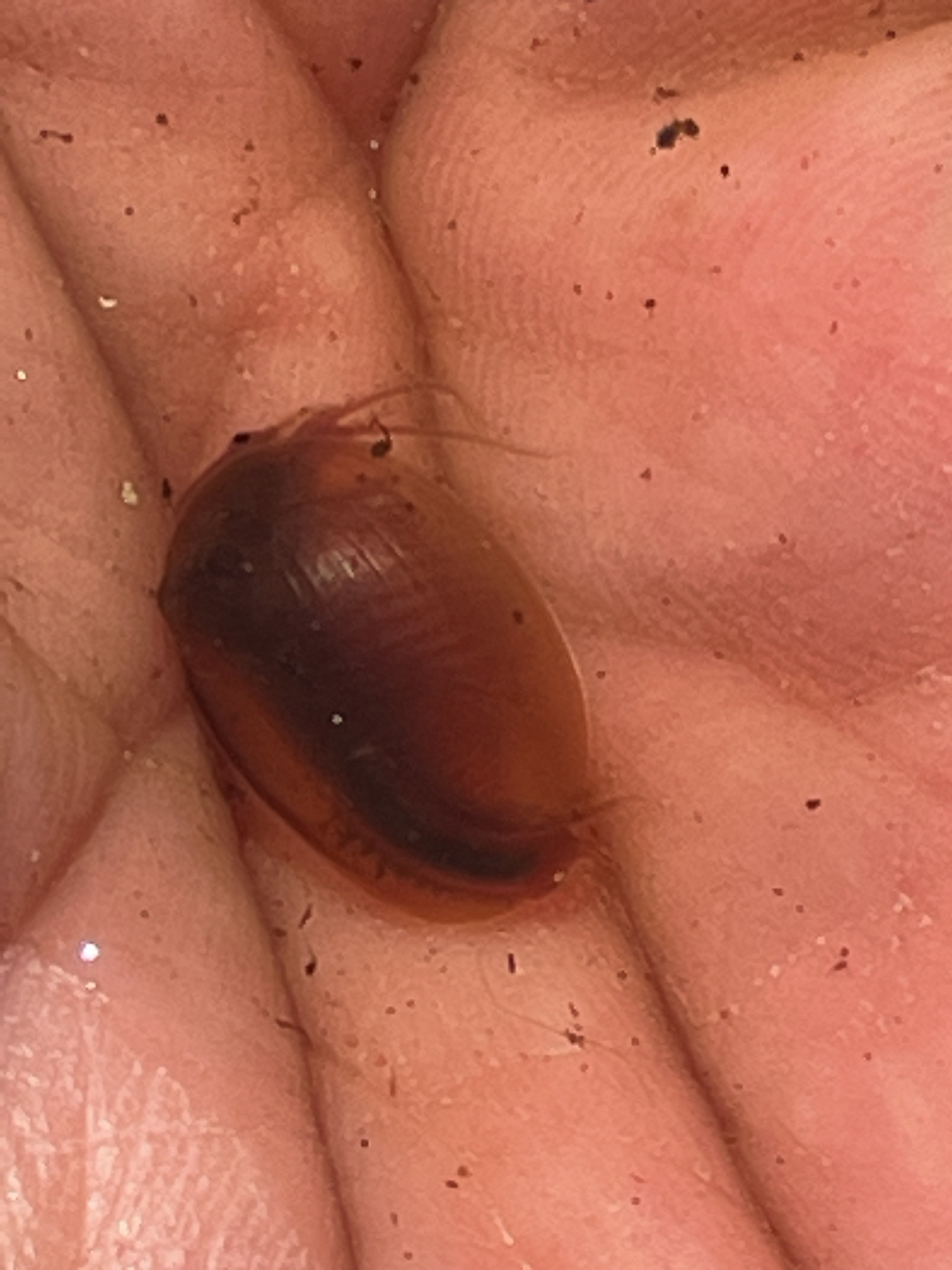 Cyzicus californicus (Packard, 1874)