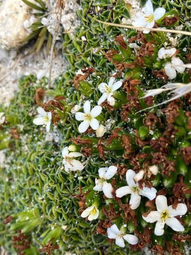 Myosotis retrorsa, photograph 4