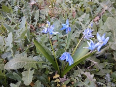 Scilla siberica