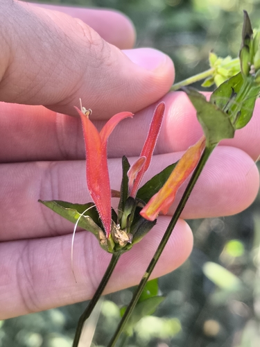 Uruguayan Firecracker Plant (Dicliptera squarrosa)
