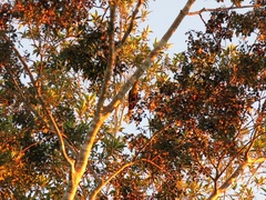 Psarocolius bifasciatus