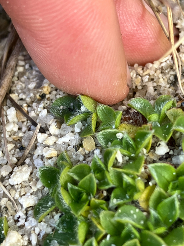 Myosotis retrorsa, photograph 3