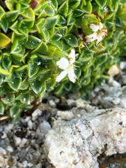 Myosotis retrorsa, photograph (c) Cara-Lisa Schloots, some rights reserved (CC BY)