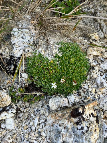 Myosotis retrorsa