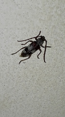 Elaphidion irroratum