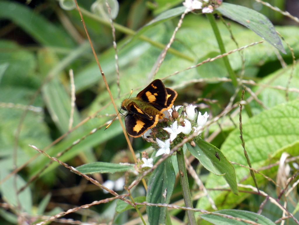 Yellow-clubbed Skipper