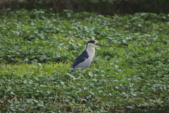 Nycticorax nycticorax image