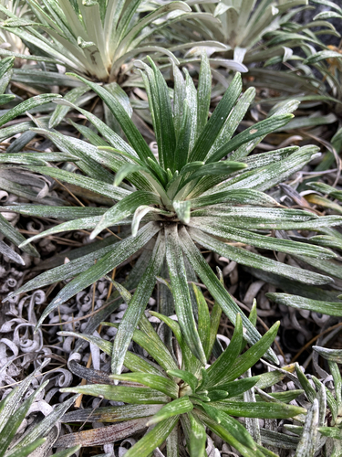 Celmisia viscosa, photograph 2
