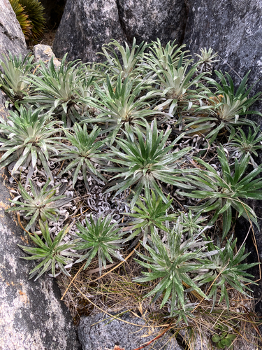 Celmisia viscosa, photograph 3