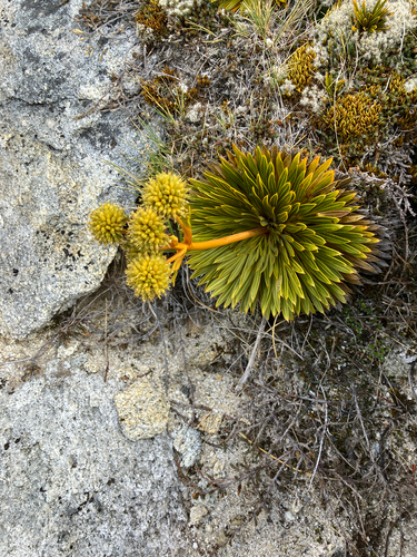 Aciphylla crosby-smithii