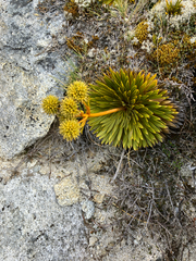 Aciphylla crosby-smithii