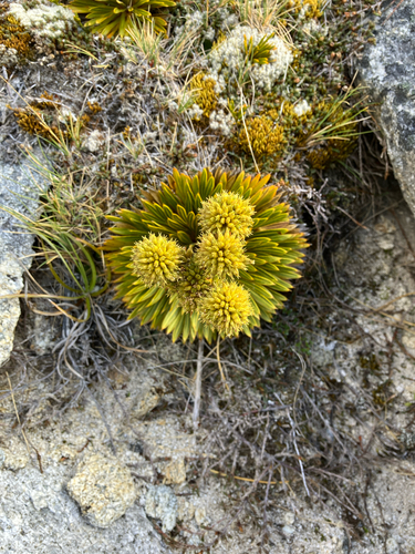 Aciphylla crosby-smithii, photograph 2
