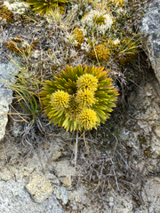 Aciphylla crosby-smithii, photograph (c) Cara-Lisa Schloots, some rights reserved (CC BY)