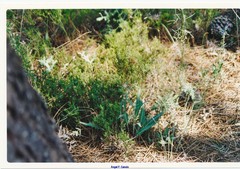 Leuzea conifera
