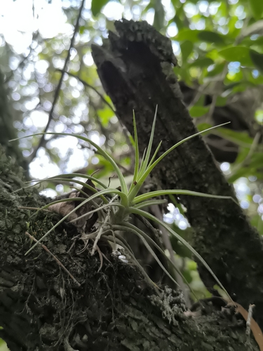Tillandsia aeranthos (Tillandsia aeranthos)