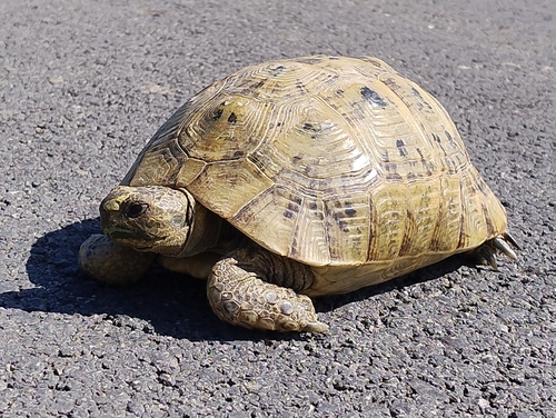 Morocco Tortoise