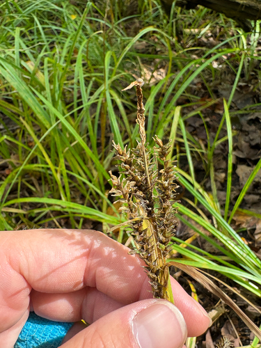 eastern rough sedge (Carex scabrata)