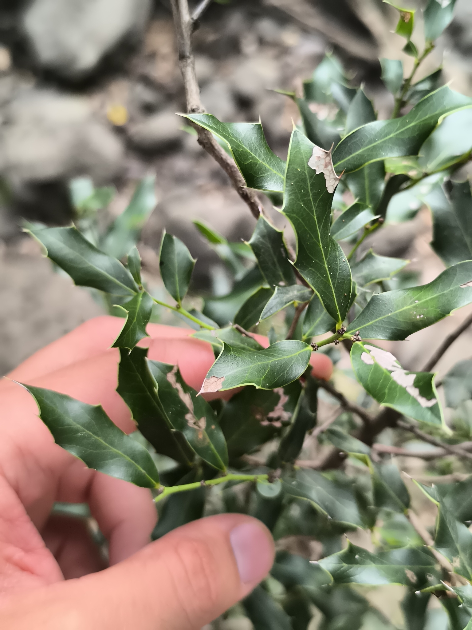 Maytenus Ilicifolia (Maytenus ilicifolia)
