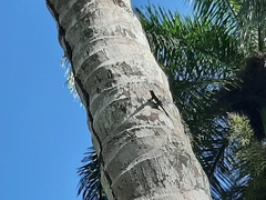 Anolis distichus
