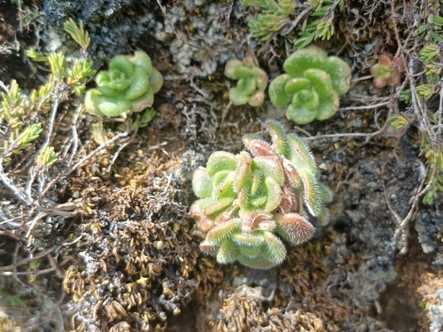 Yellow houseleek (Aichryson villosum)