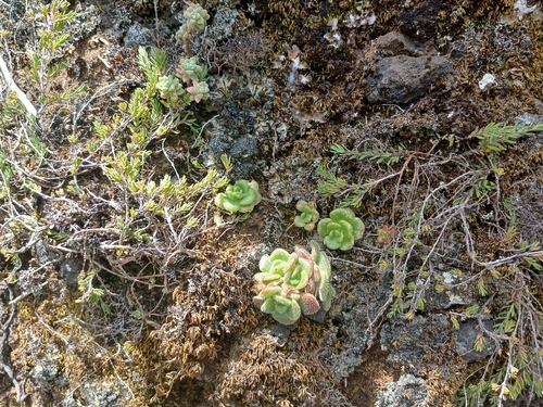 Aichryson villosum, photograph 1
