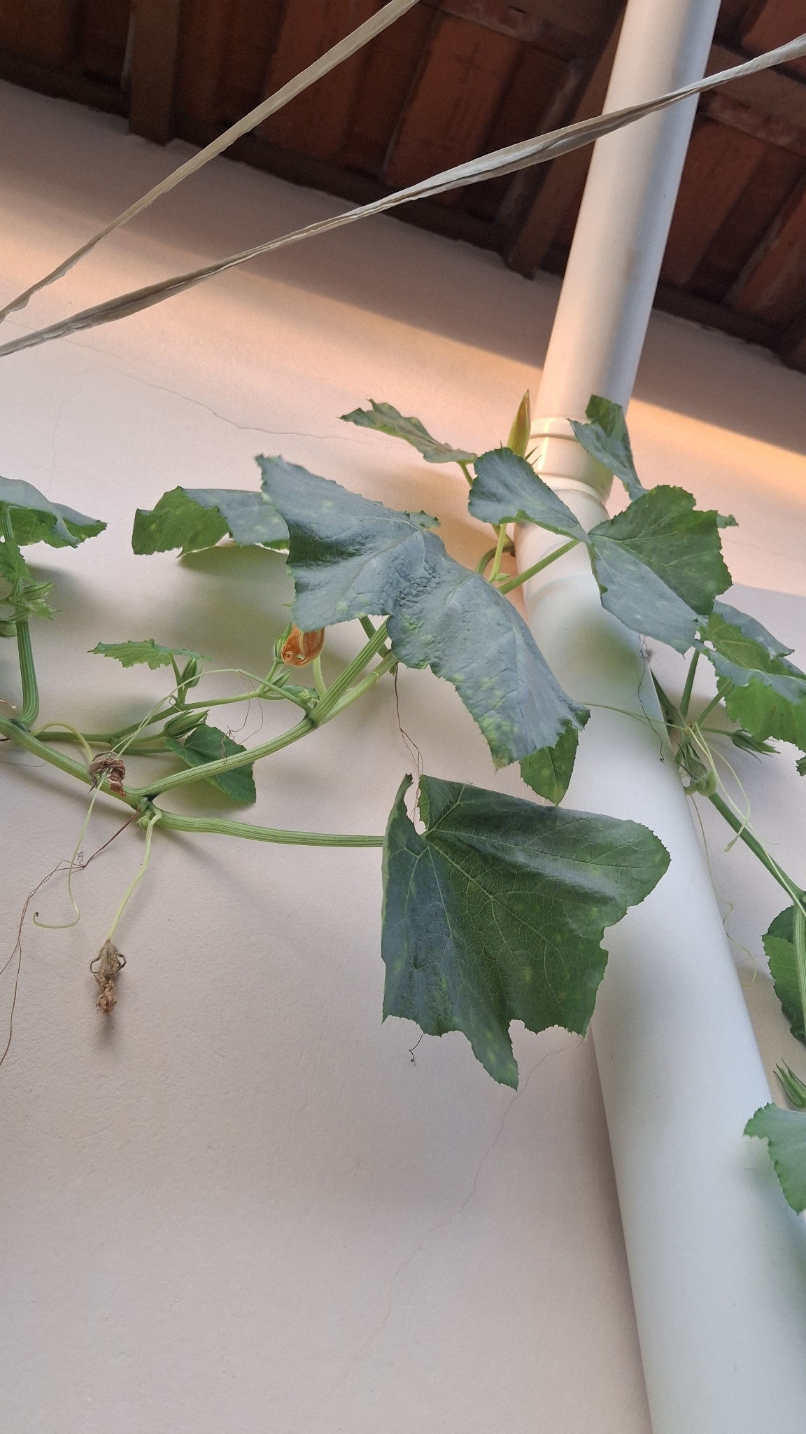 Cucumis sativus
