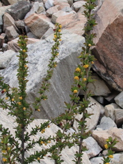 Berberis sibirica