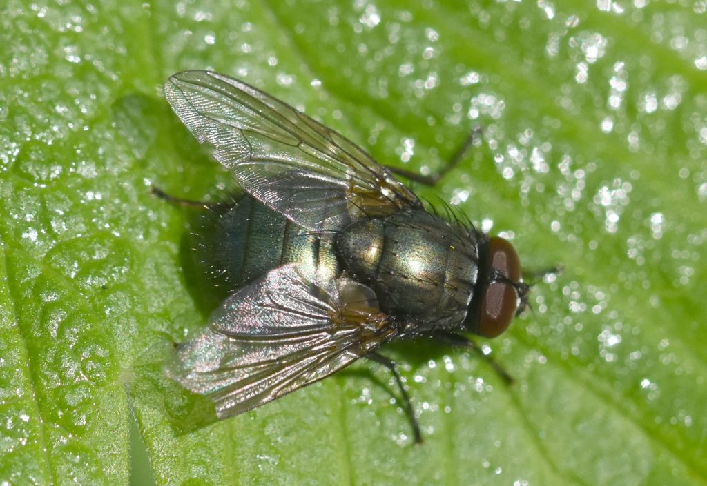 Eudasyphora cyanella