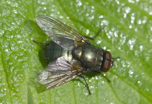 Eudasyphora cyanella