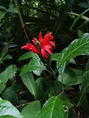 Pachystachys spicata