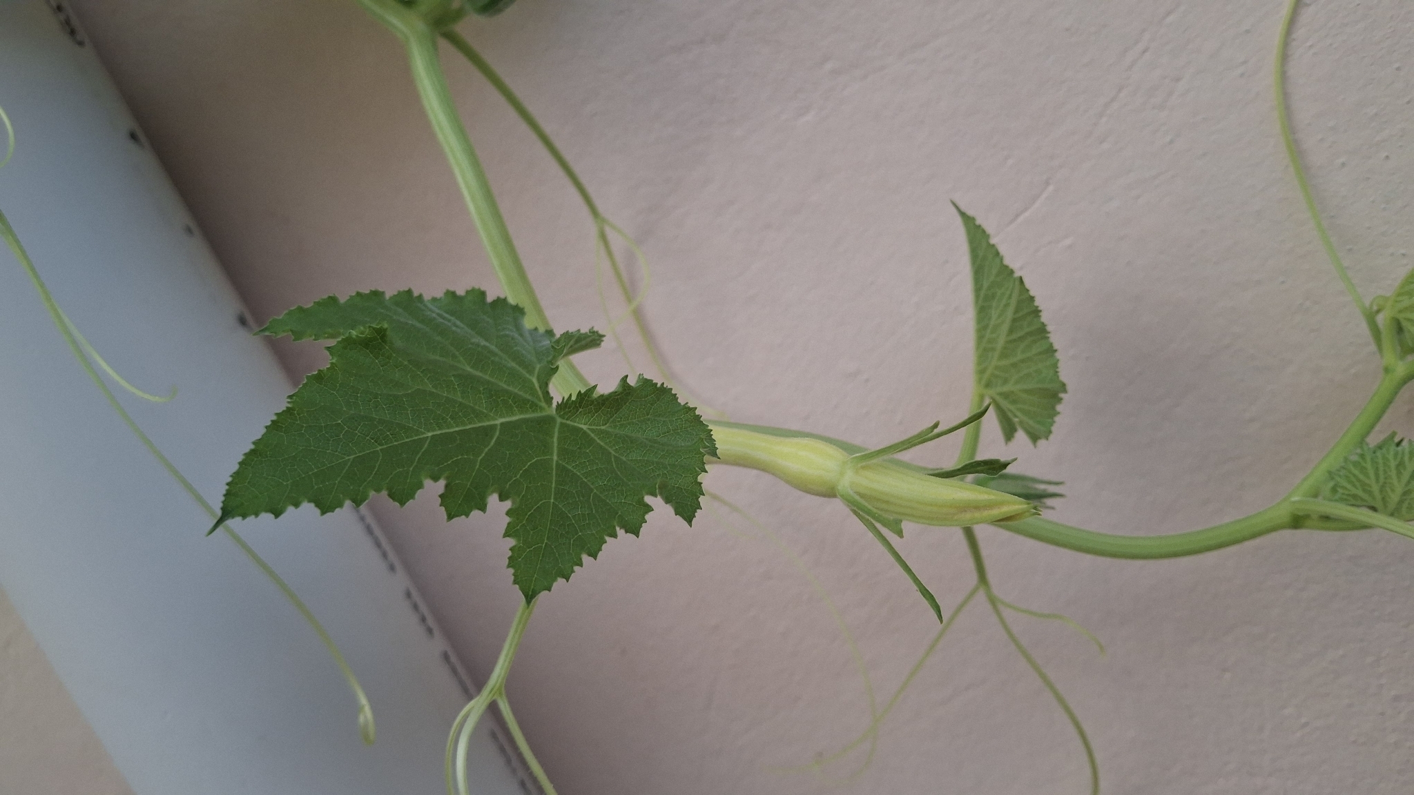 Cucurbita melopepo