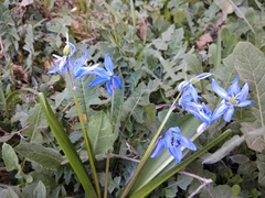 Scilla siberica