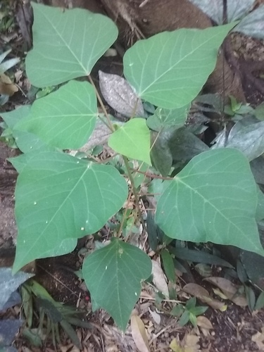 Homalanthus nutans observed 2017-02-17