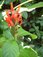 Pachystachys spicata