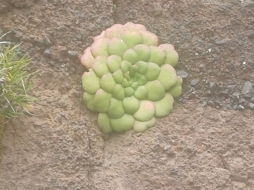 Disc House-leek (Aeonium glandulosum)