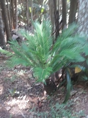 Lepidozamia peroffskyana