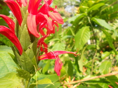 Pachystachys spicata