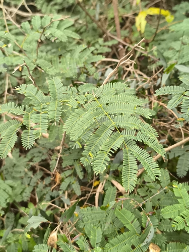 Senegalia bonariensis, photograph 4