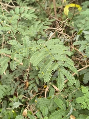 Senegalia bonariensis, photograph (c) Nico Yak, some rights reserved (CC BY)