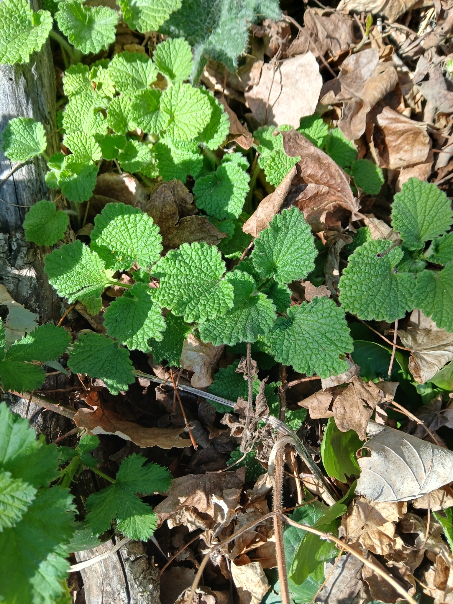 Black Horehound (Ballota nigra)