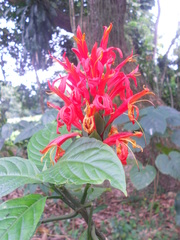 Pachystachys spicata