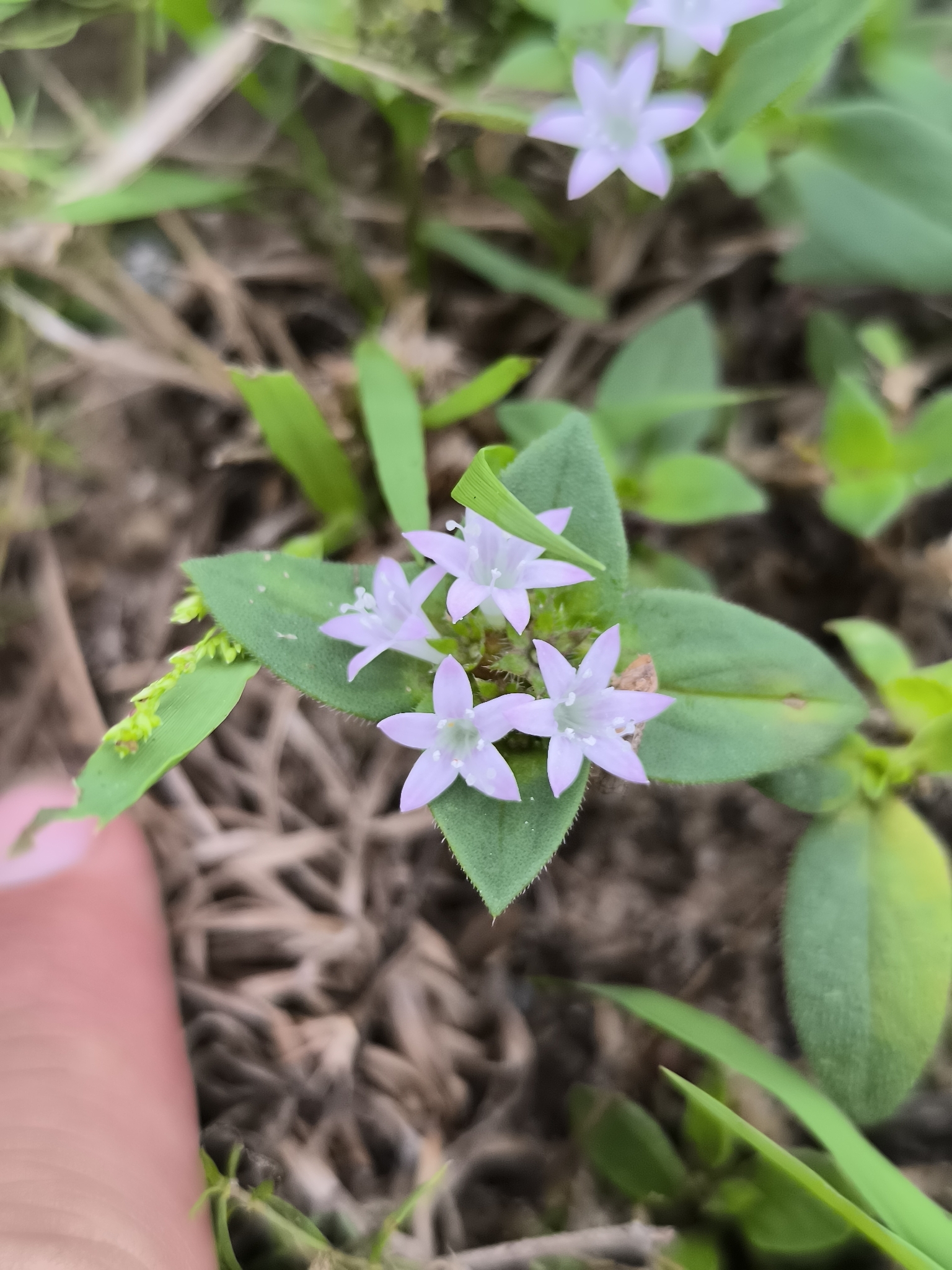 Tropical Mexican Clover (Richardia brasiliensis)