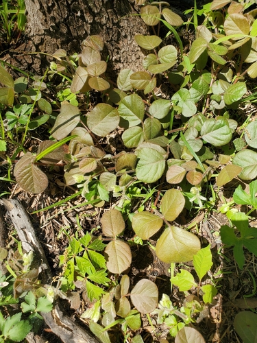 Round-leaved Trailing Tick-trefoil (Desmodium rotundifolium)
