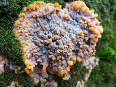 Phlebia radiata