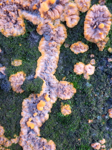 Spindulinis Raukšliagrybis nuotrauka