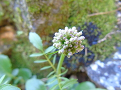 Valeriana italica