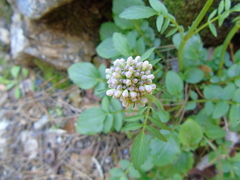 Valeriana italica