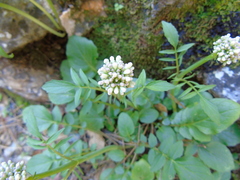 Valeriana italica